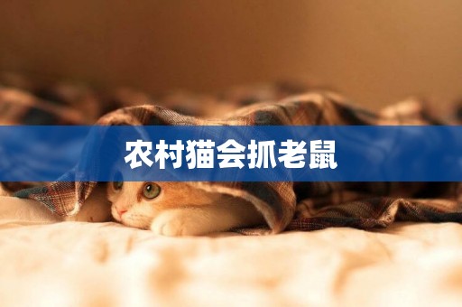 農村貓會抓老鼠
