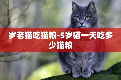 歲老貓吃貓糧-5歲貓一天吃多少貓糧