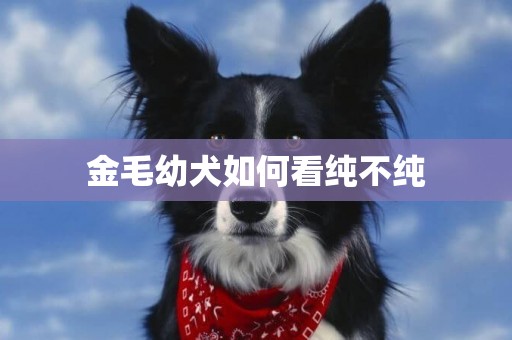 金毛幼犬如何看純不純