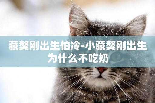 藏獒剛出生怕冷-小藏獒剛出生為什么不吃奶