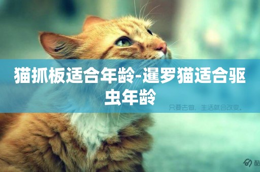 貓抓板適合年齡-暹羅貓適合驅蟲年齡