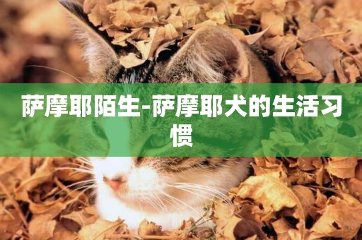 薩摩耶陌生-薩摩耶犬的生活習慣