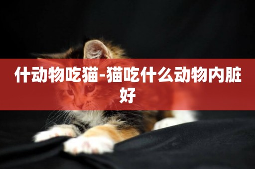 什動物吃貓-貓吃什么動物內臟好
