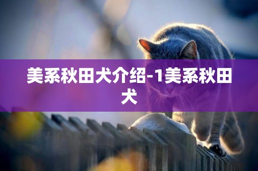 美系秋田犬介紹-1美系秋田犬