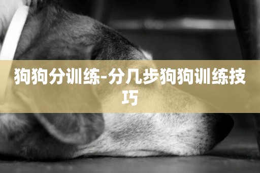 狗狗分訓練-分幾步狗狗訓練技巧