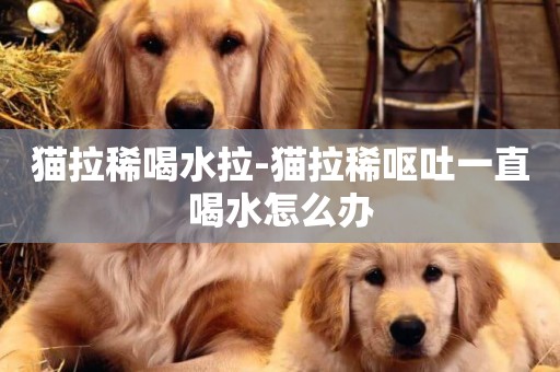 貓拉稀喝水拉-貓拉稀嘔吐一直喝水怎么辦