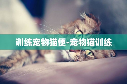 訓練寵物貓便-寵物貓訓練