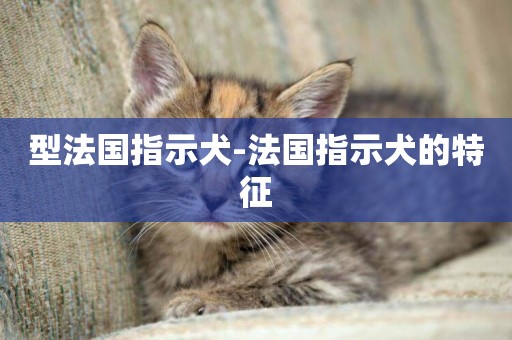 型法國指示犬-法國指示犬的特征