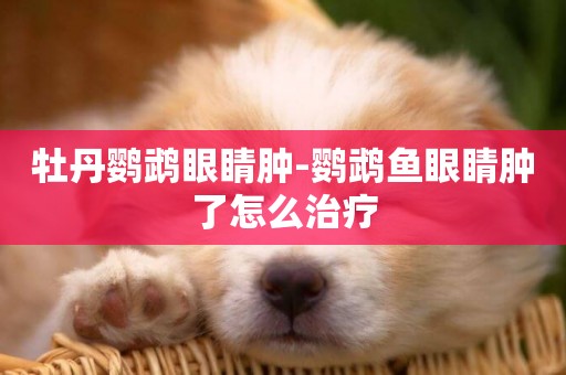 牡丹鸚鵡眼睛腫-鸚鵡魚眼睛腫了怎么治療