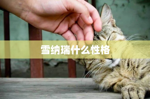 雪納瑞什么性格