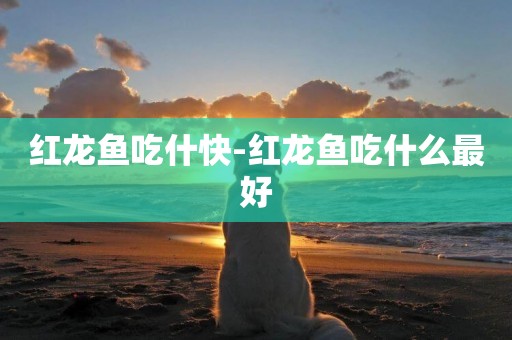 紅龍魚吃什快-紅龍魚吃什么最好