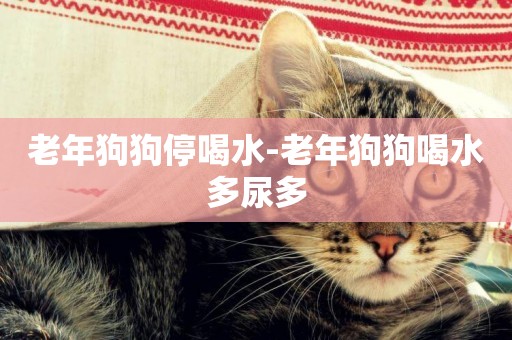 老年狗狗停喝水-老年狗狗喝水多尿多