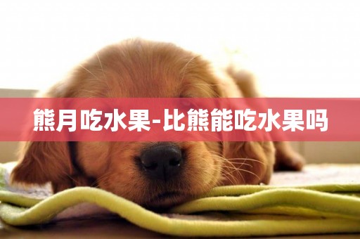 熊月吃水果-比熊能吃水果嗎