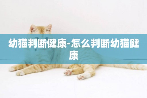 幼貓判斷健康-怎么判斷幼貓健康
