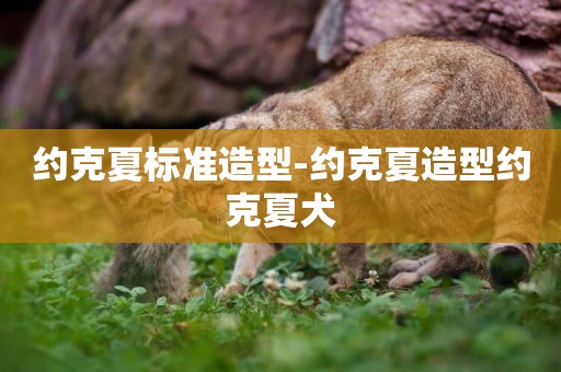 約克夏標準造型-約克夏造型約克夏犬