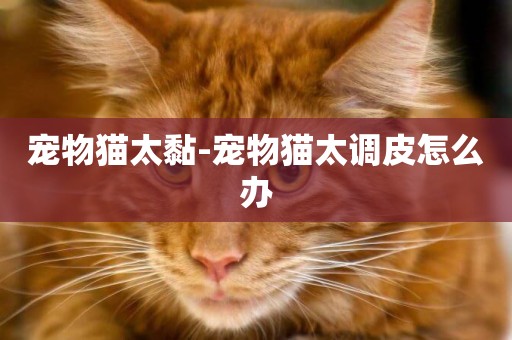 寵物貓太黏-寵物貓太調皮怎么辦