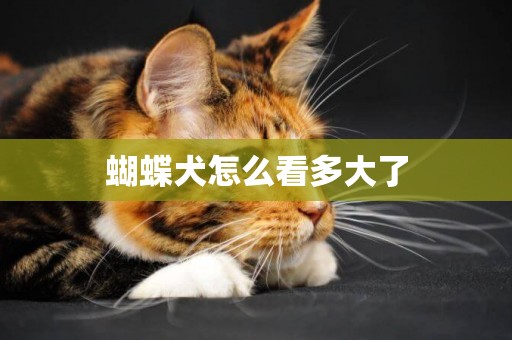 蝴蝶犬怎么看多大了