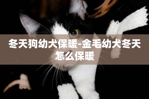 冬天狗幼犬保暖-金毛幼犬冬天怎么保暖
