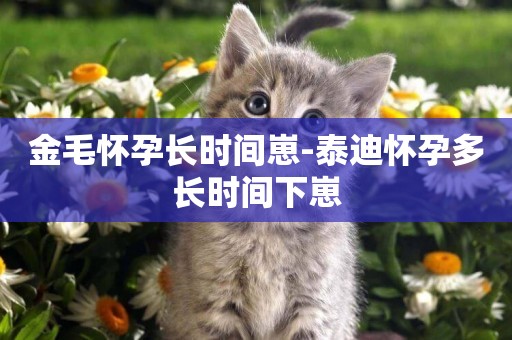 金毛懷孕長時間崽-泰迪懷孕多長時間下崽