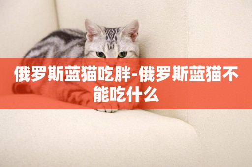 俄羅斯藍貓吃胖-俄羅斯藍貓不能吃什么