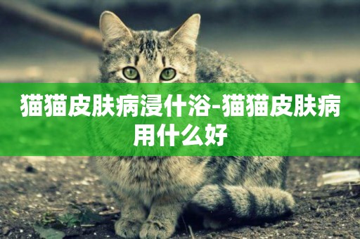 貓貓皮膚病浸什浴-貓貓皮膚病用什么好