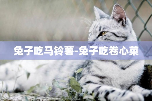 兔子吃馬鈴薯-兔子吃卷心菜