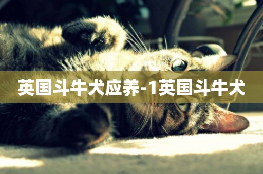 英國斗牛犬應養-1英國斗牛犬