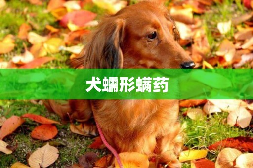 犬蠕形螨藥