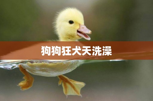 狗狗狂犬天洗澡