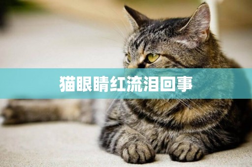 貓眼睛紅流淚回事