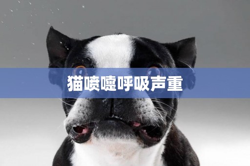 貓噴嚏呼吸聲重