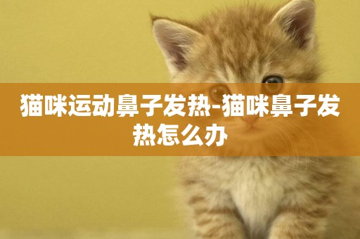 貓咪運動鼻子發熱-貓咪鼻子發熱怎么辦