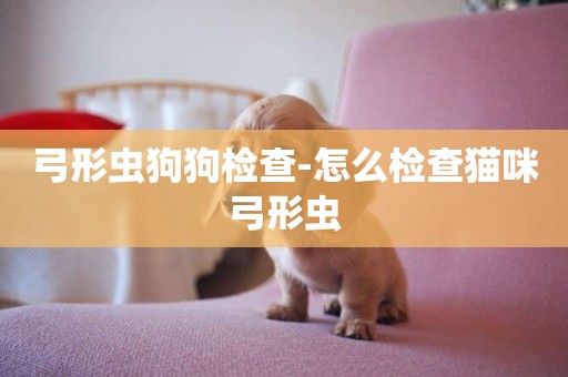 弓形蟲狗狗檢查-怎么檢查貓咪弓形蟲