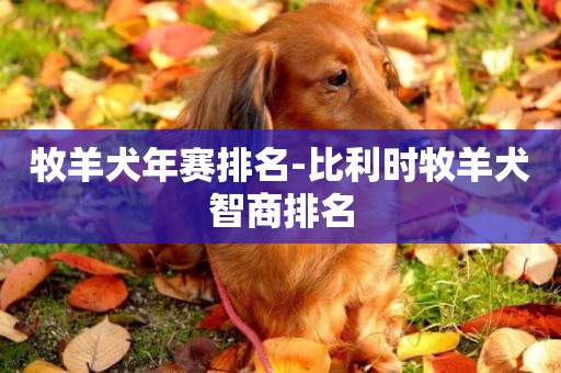 牧羊犬年賽排名-比利時牧羊犬智商排名