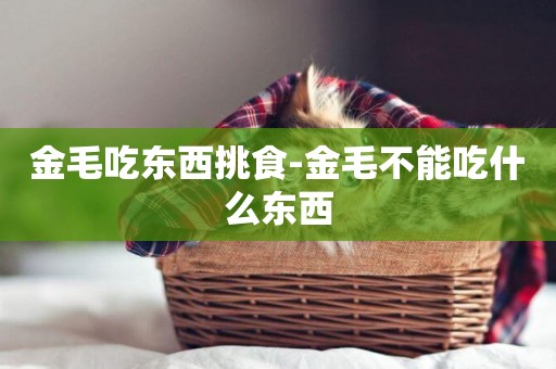 金毛吃東西挑食-金毛不能吃什么東西