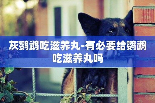 灰鸚鵡吃滋養丸-有必要給鸚鵡吃滋養丸嗎