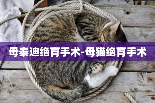 母泰迪絕育手術-母貓絕育手術