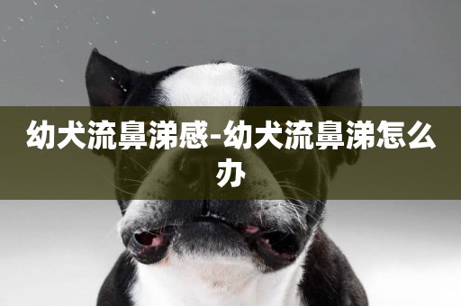 幼犬流鼻涕感-幼犬流鼻涕怎么辦