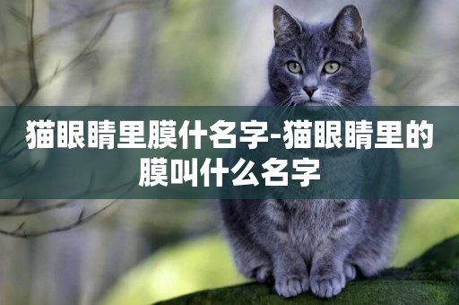 貓眼睛里膜什名字-貓眼睛里的膜叫什么名字
