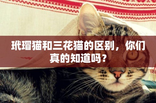 玳瑁貓和三花貓的區別，你們真的知道嗎？