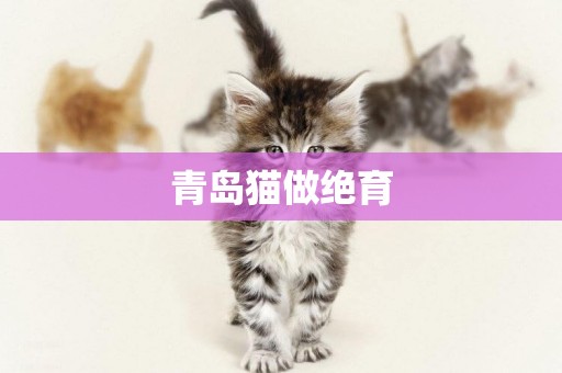 青島貓做絕育