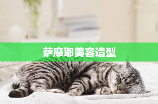 薩摩耶美容造型
