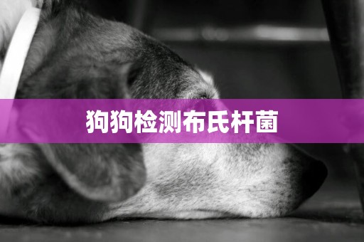 狗狗檢測布氏桿菌
