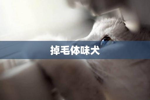 掉毛體味犬