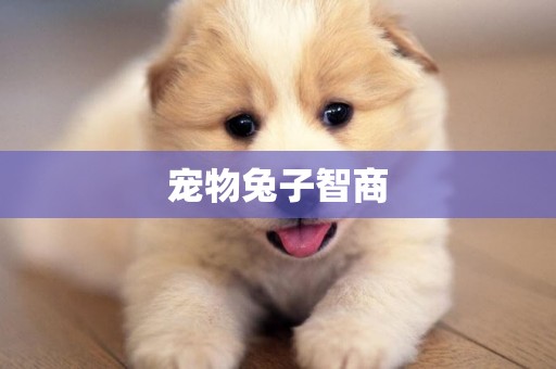 寵物兔子智商