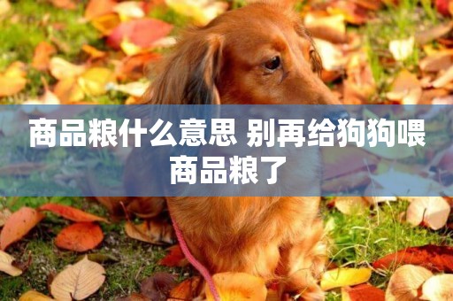 商品糧什么意思 別再給狗狗喂商品糧了