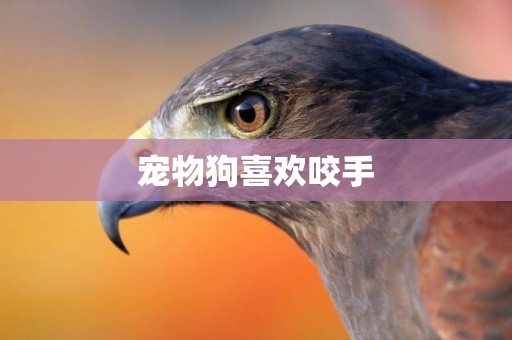 寵物狗喜歡咬手
