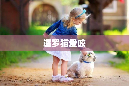 暹羅貓愛咬