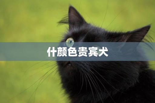 什顏色貴賓犬