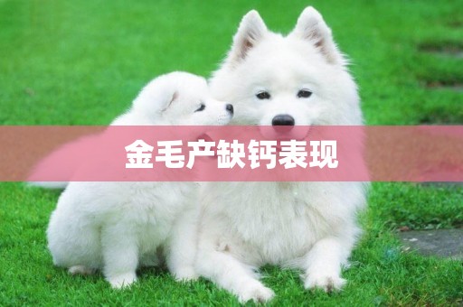金毛產缺鈣表現